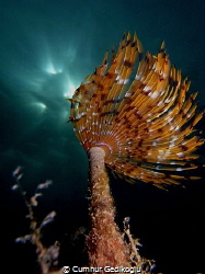 Bispira volutacornis
SUNBEAM by Cumhur Gedikoglu 